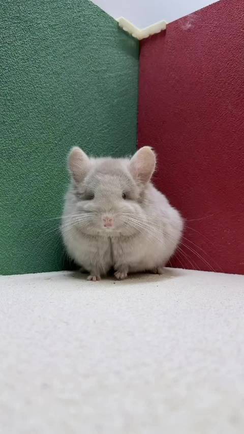 带紫杂粉长毛龙猫mm