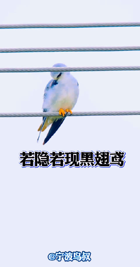杭州湾畔黑翅鸢静立电线，鼠虫为食守护田间平衡