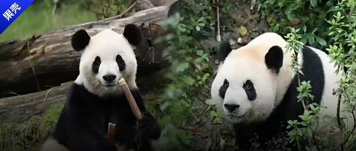 大熊猫又去了美国，但这一次不只是去卖萌