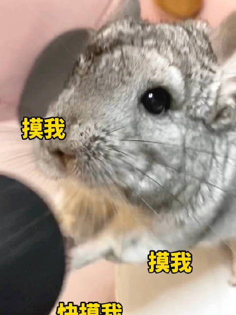 贴脸求摸摸，其实在跟筋膜枪搏斗