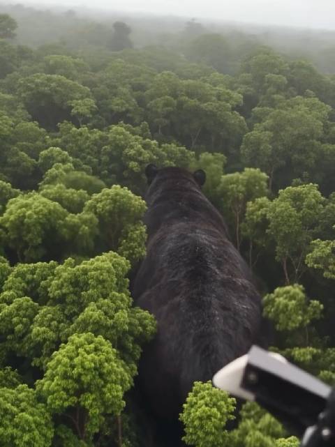 雨林深处现身巨型黑豹，参天大树也只到它的腰身
