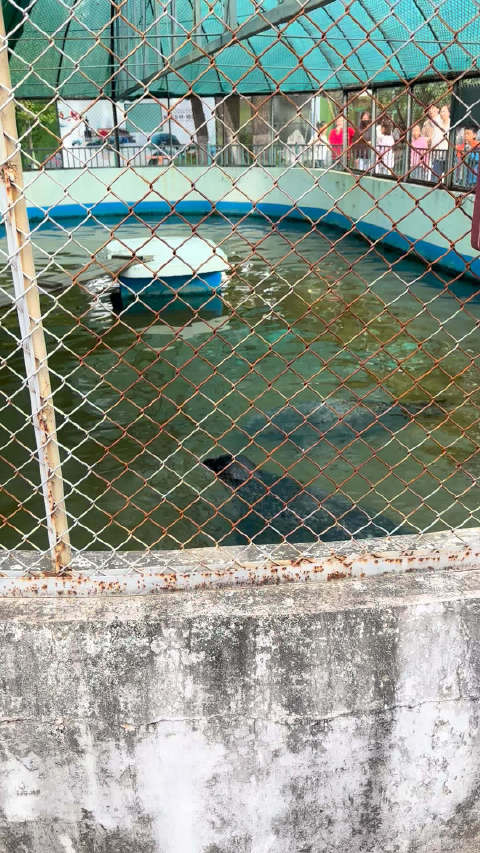 国庆10.3号，吉林江南公园，海豹
