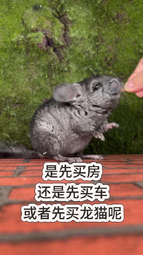 你会先买什么龙猫龙猫龙猫同行与祺同行