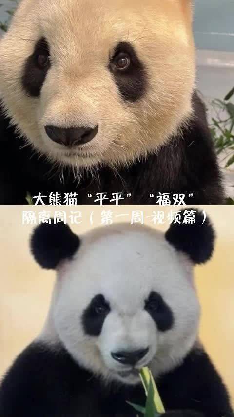 平平福双美国生活视频