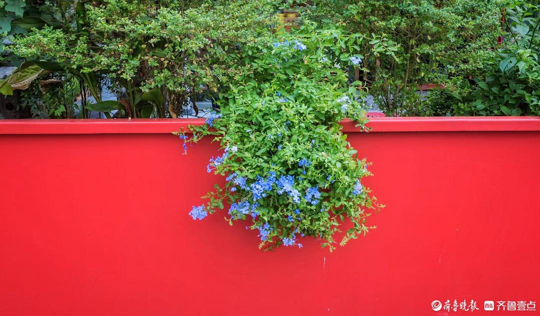 俞见 | 红垣缀蓝芳 俞见 | 红垣缀蓝芳