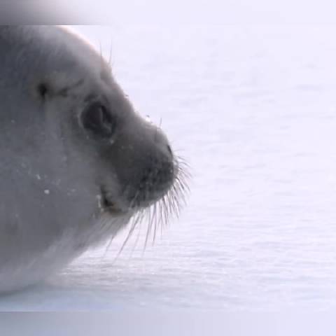 你一定对海豹叫声不感兴趣吧