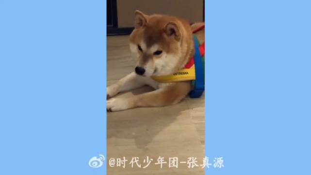 怎么感觉呼子瘦下来了一点 上次出现还是胖呼呼