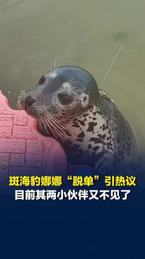 斑海豹娜娜的两小伙伴又不见了