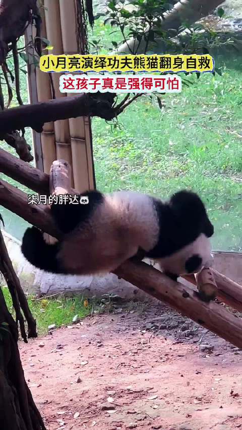 小月亮翻身自救太丝滑了，简直就是功夫熊猫强得可怕呀
