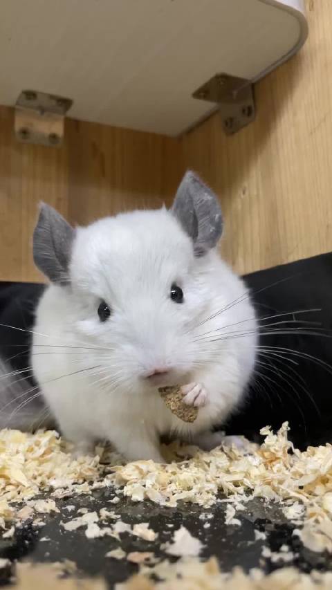 买房？还是买车？不如先买龙猫（相因）