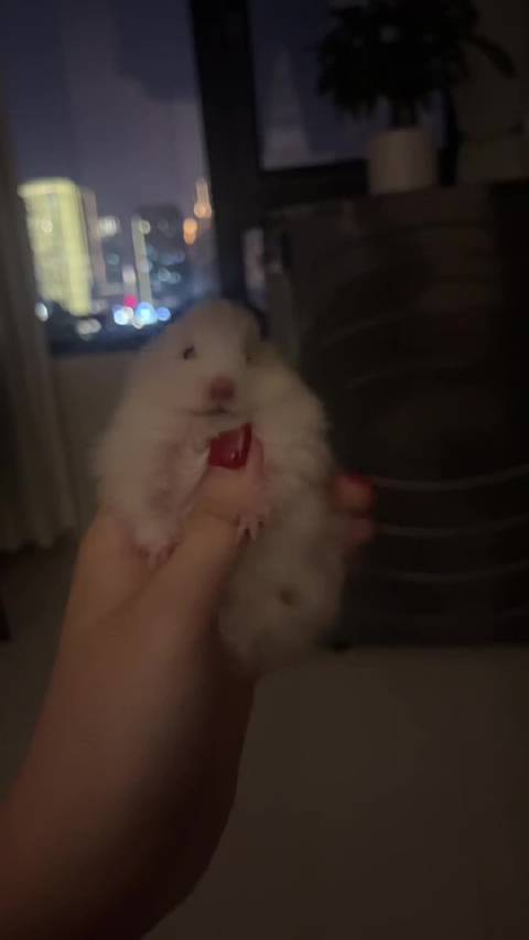 买了一只金丝熊仔仔，好可爱