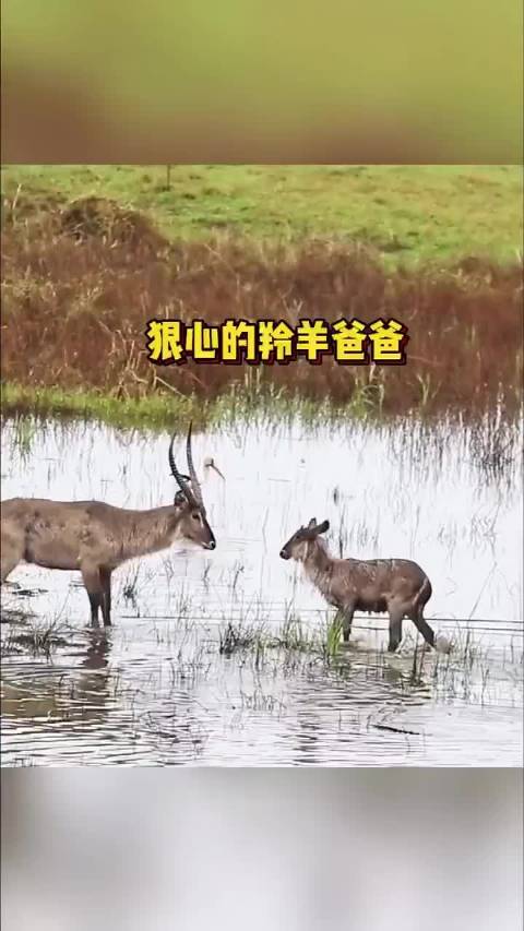 狠心的羚羊爸爸……这小羚羊是不是他亲生的？ 残酷的动物世界！