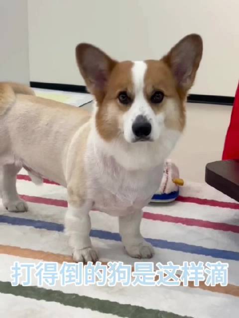 其实孙凡清是想给我们表演董小青拿木仓打狗