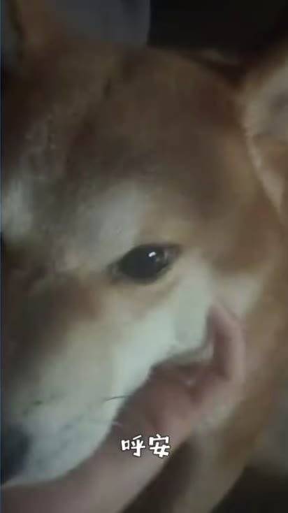 我真的好想笑呀宝宝