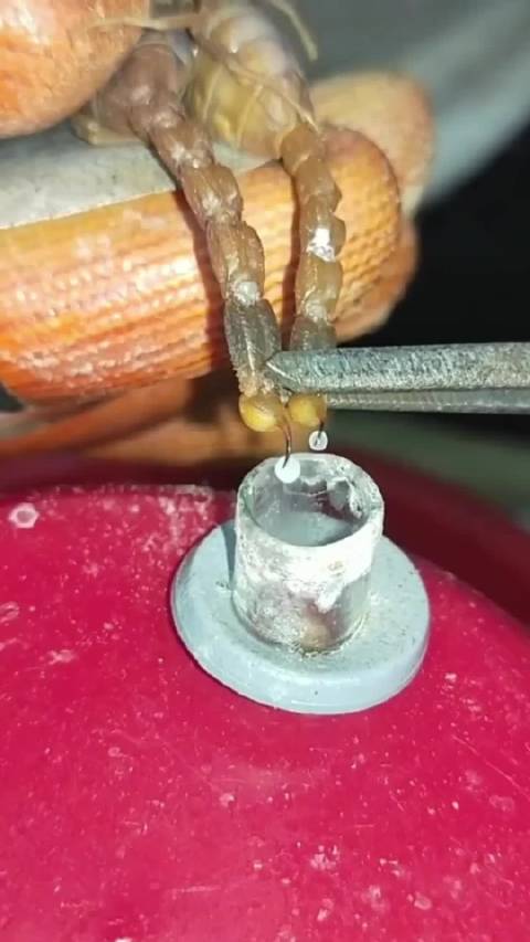 蝎子毒液提取过程 这份工作如何，好奇，蝎子毒多少钱一升？