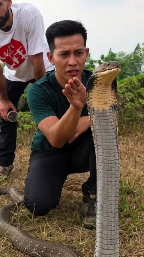 男子徒手抓住了一条眼镜王蛇，并提取了毒液