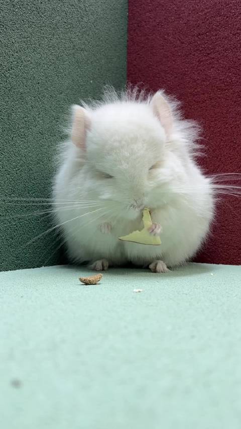 金粉长毛龙猫dd