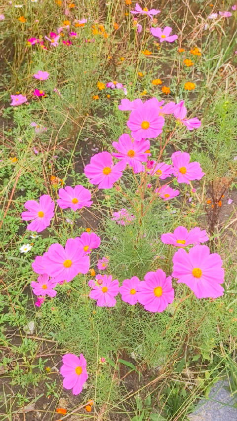 粉丝公园发现格桑花海，与李宇春银川拍摄同品种