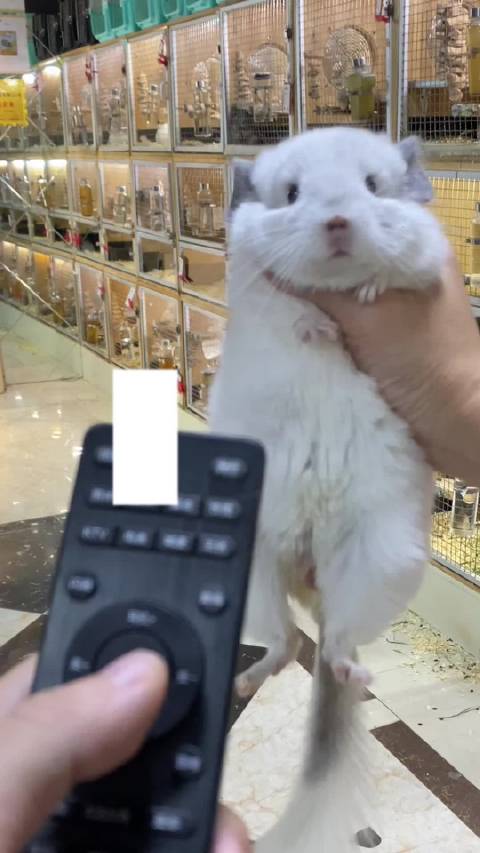 怎样拥有一只会变色的龙猫成都龙猫谷动物变色