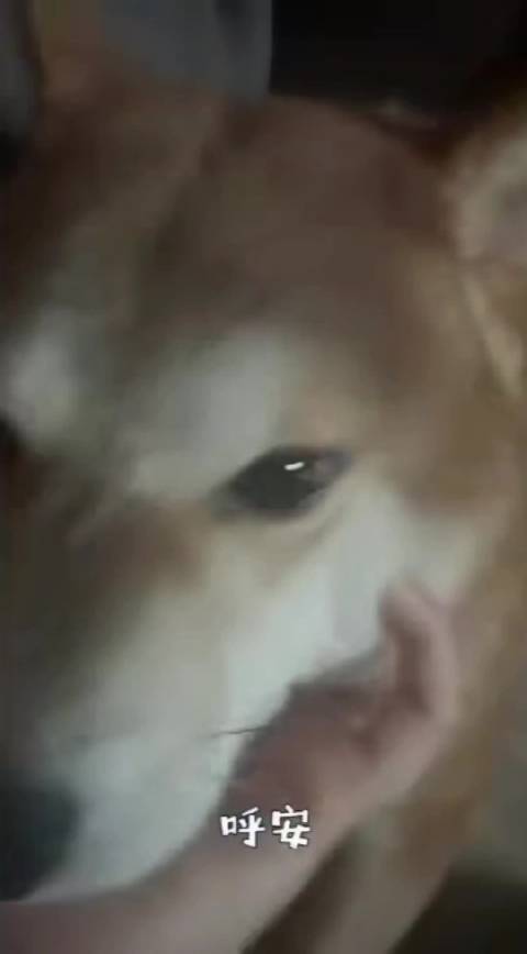呼安也是如此之可爱