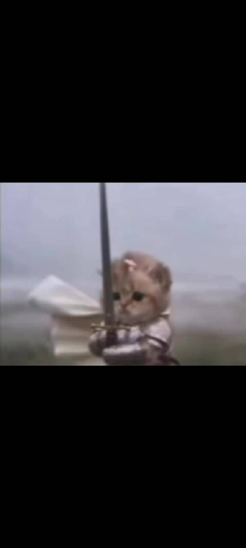 我是一只小小小小猫