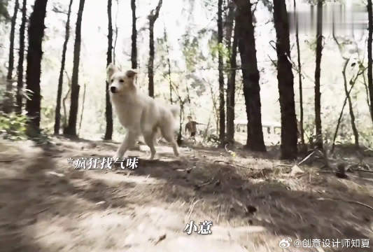 《智商是有，但是不高》