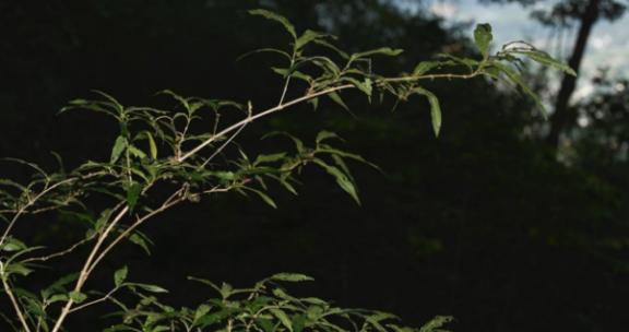 广西大学科研团队发现“灭绝植物”罗浮紫珠 广西大学科研团队发现“灭绝植物”罗浮紫珠