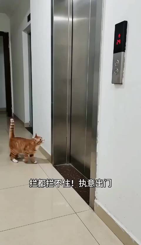 小猫越狱坐电梯下楼，主人后怕平安找回