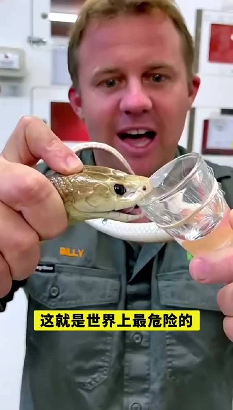 毒蛇毒液采集员的工作！