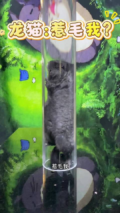 哪种宠物毛最软？成都龙猫谷宠物知识
