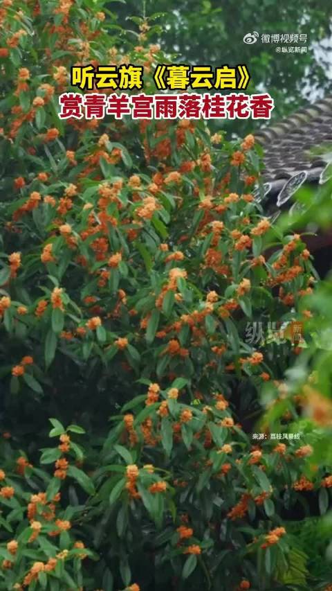 伴云旗歌声赏秋雨遇桂花的浪漫