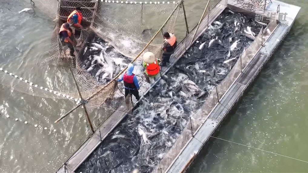 新华视点丨生态赋能秋收 江淮大地丰产又富民