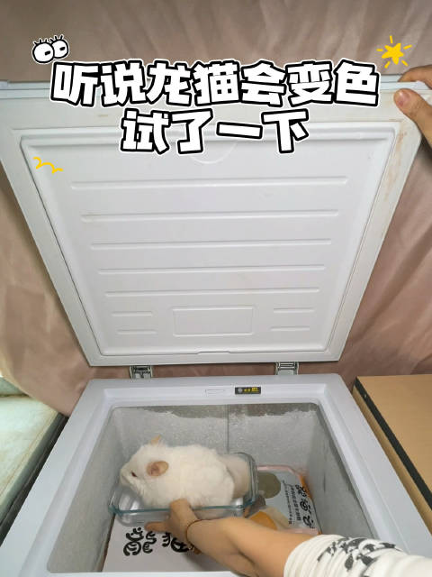 你不对劲！我买的龙猫和你的不一样？