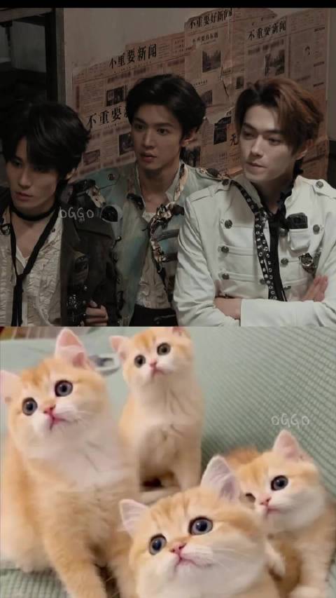 密室猫猫三兄弟摇头晃脑gif