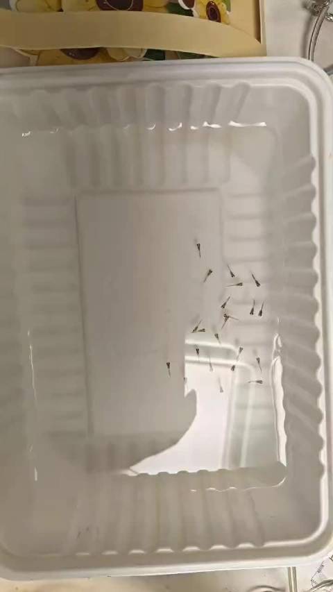记录一下 第一次养鱼 生的小鱼仔仔们