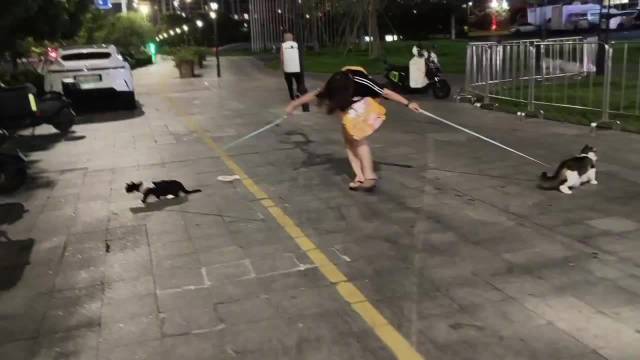 两只犟猫和一位蜘蛛侠