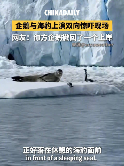 企鹅与海豹上演双向惊吓现场