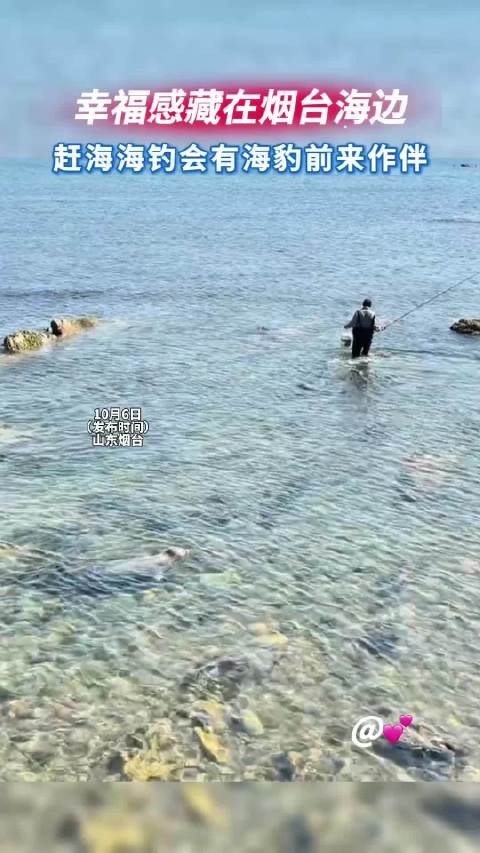 幸福感藏在烟台海边！赶海海钓，会有海豹前来作伴