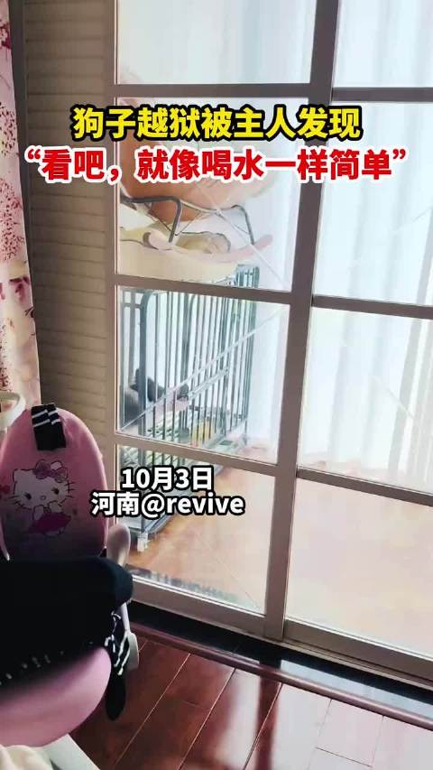 狗子越狱被主人发现