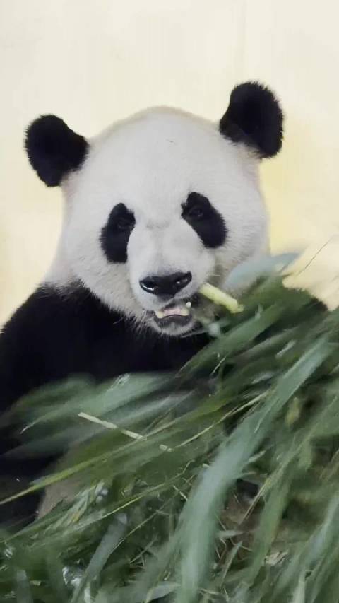 大熊猫在亚特兰大动物园最新状态