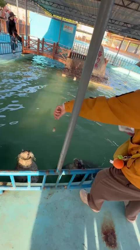 迷上了海豹娜娜，在烟台喂了海豹可可爱爱，会转圈圈