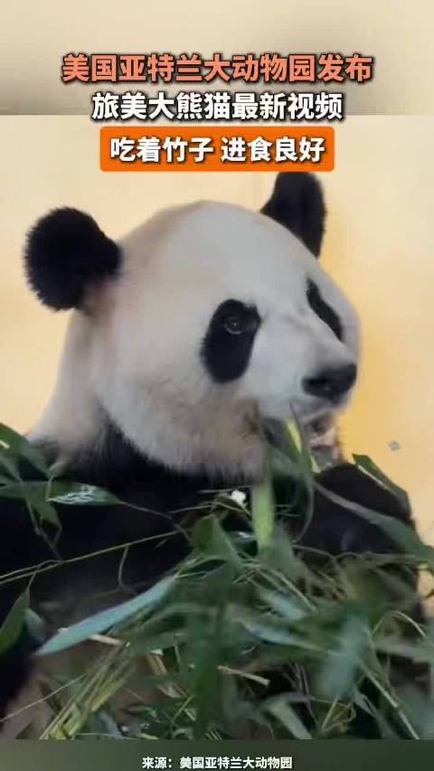 美国亚特兰大动物园发布旅美大熊猫最新视频