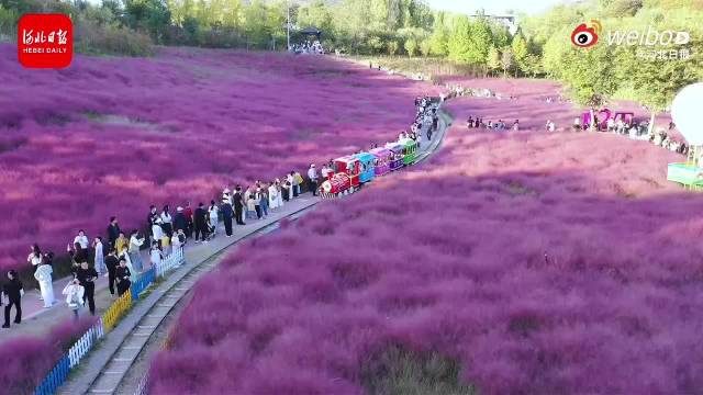 在郝熠然歌声中邂逅邯郸粉黛花海