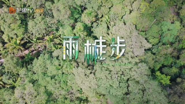 花少8进入亚马孙雨林，开启雨林徒步冒险