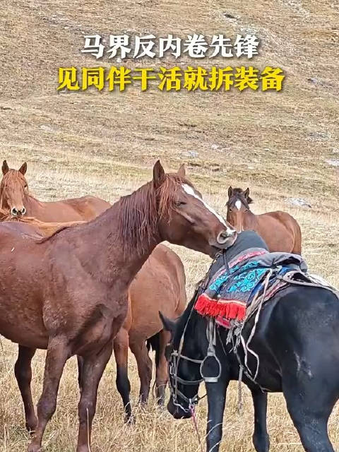 马界反内卷先锋，见同伴干活就拆装备， 来源：特克斯零距离