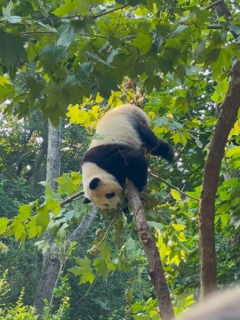 真正的功夫熊猫 太可爱啦