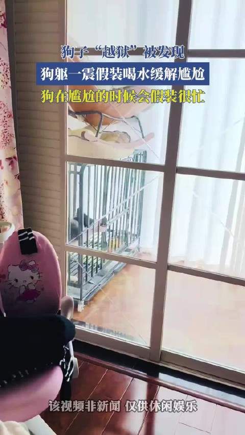 狗子“越狱”被发现，狗躯一震假装喝水缓解尴尬 ···