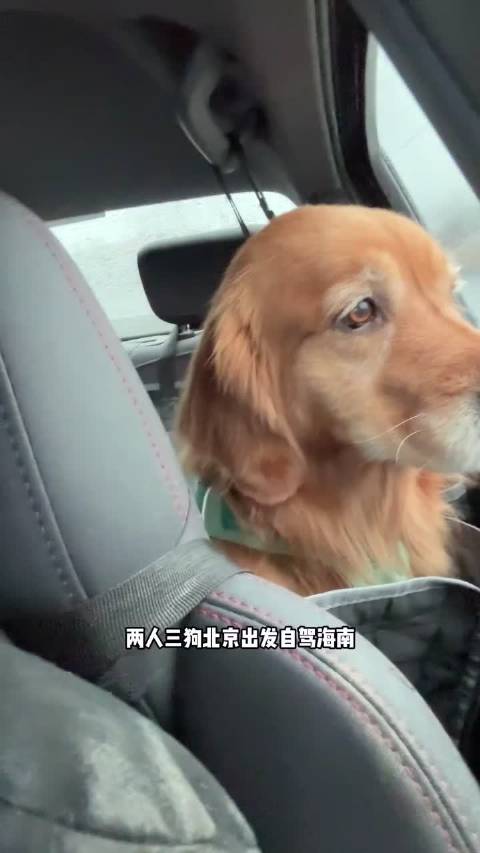 北京带狗自驾海南第四天，小狗打卡凤凰古城