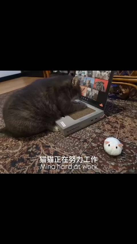其实贺峻霖给富贵用的是这款电脑，小猫才不会摸鱼！ . .