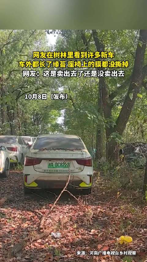 树林现大量新车长满青苔，座椅膜未撕引疑问